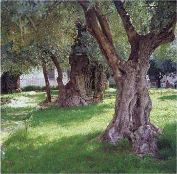 Getsemanská zahrada s prastarými olivovníky